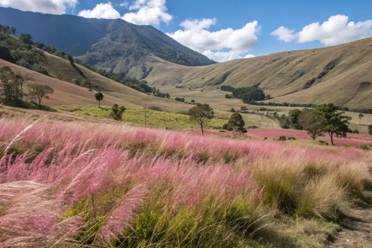 Baliem Valley tours | Papua cultural tours